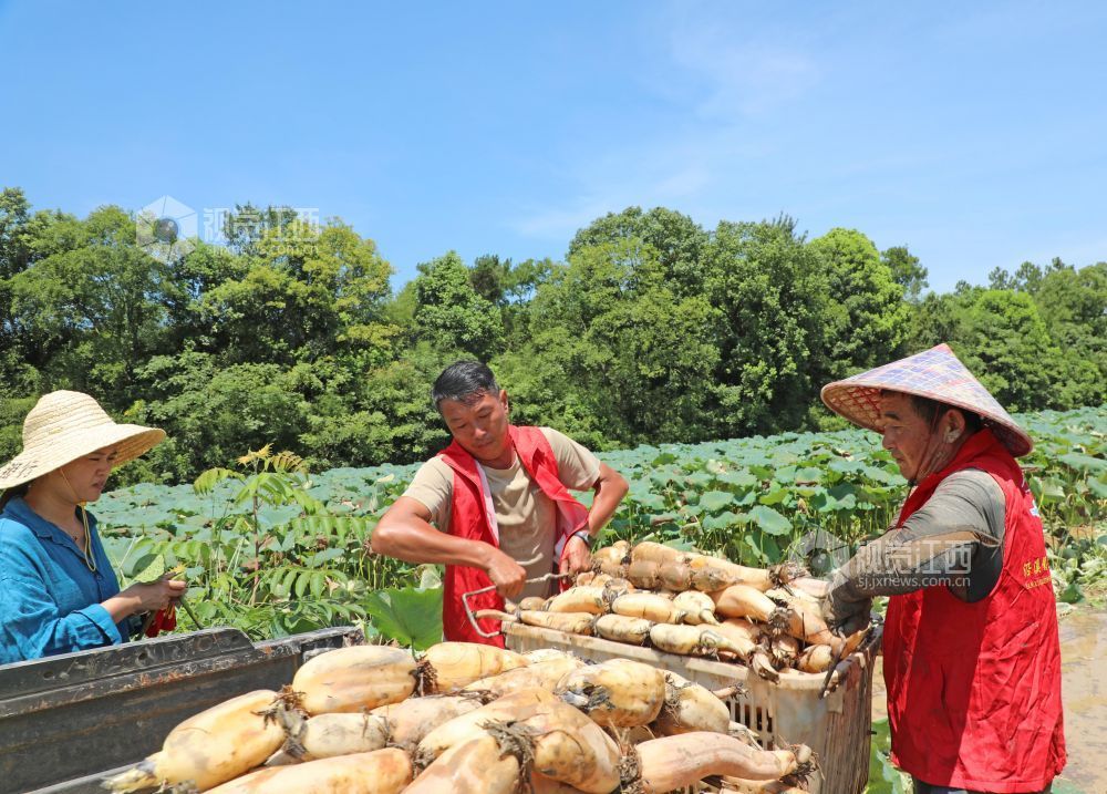 2026年7月17日,江西省吉安市泰和县沿溪镇荷树村生态莲藕种植基地,农民正在采收莲藕。