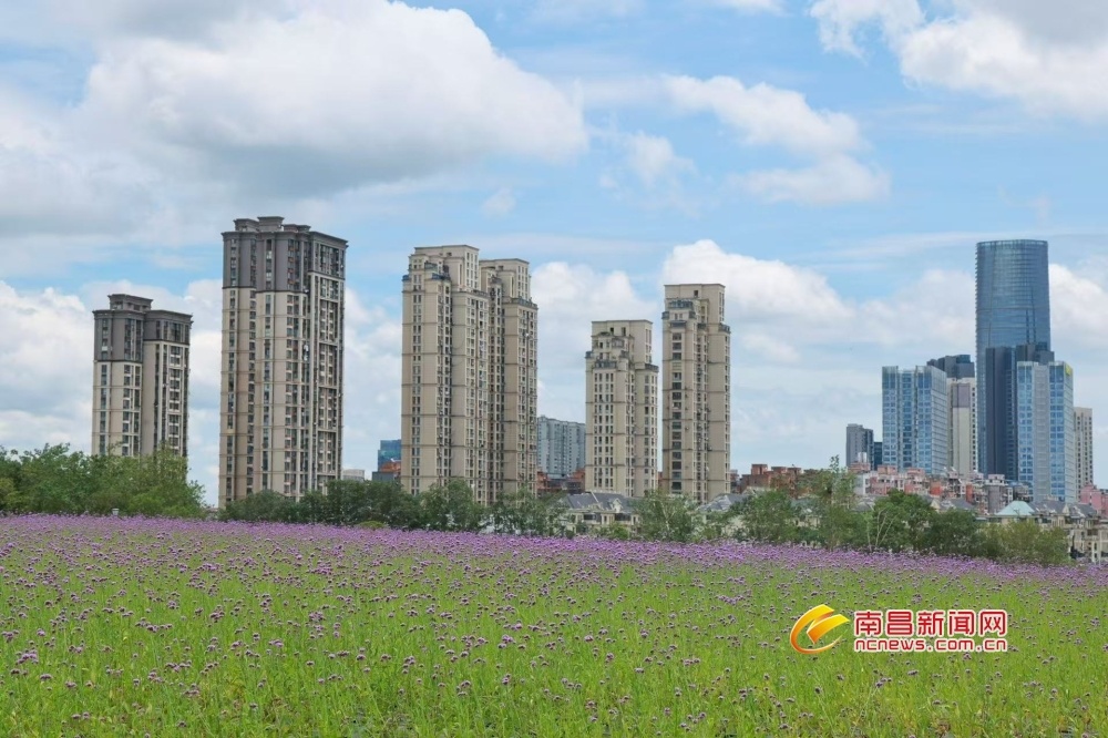 南昌：花海铺展 园景渐成（图）