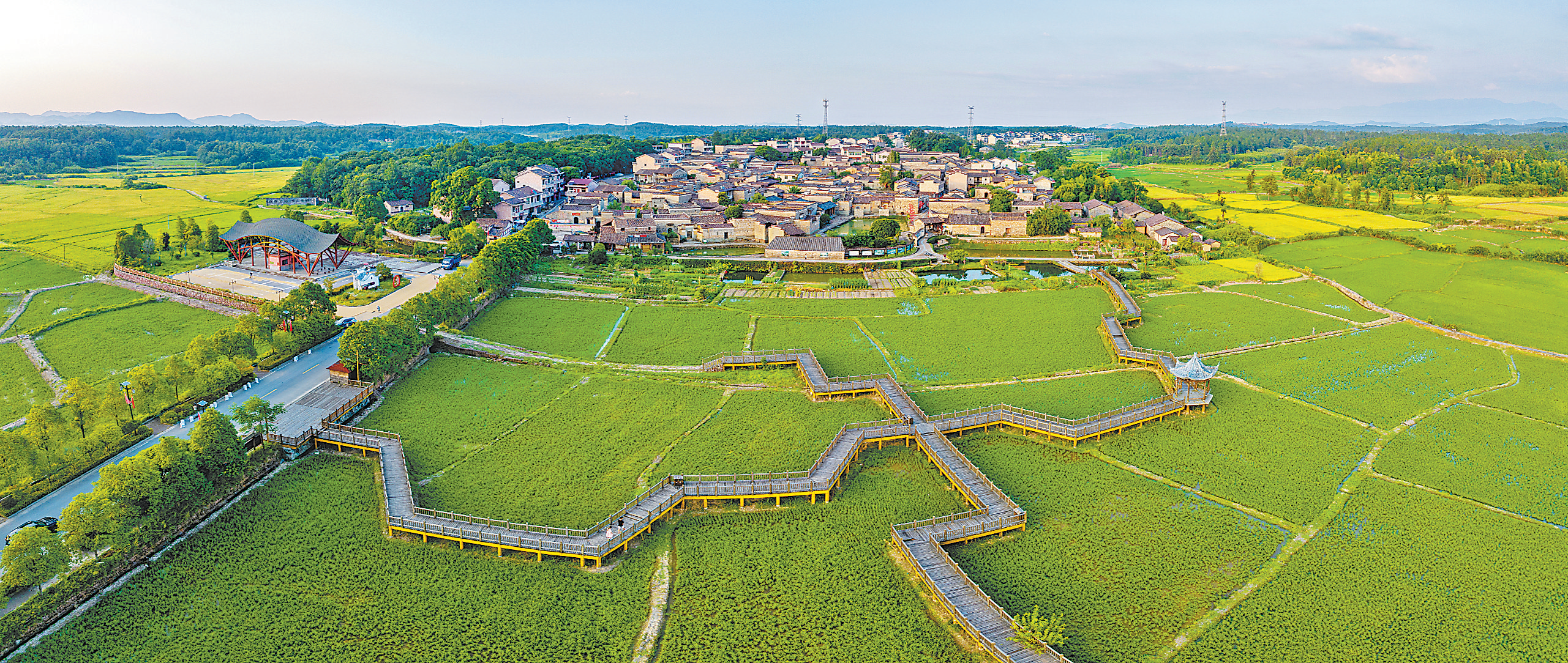 青黄稻田、黛瓦粉墙，金溪竹桥村的夏日“限定美景”