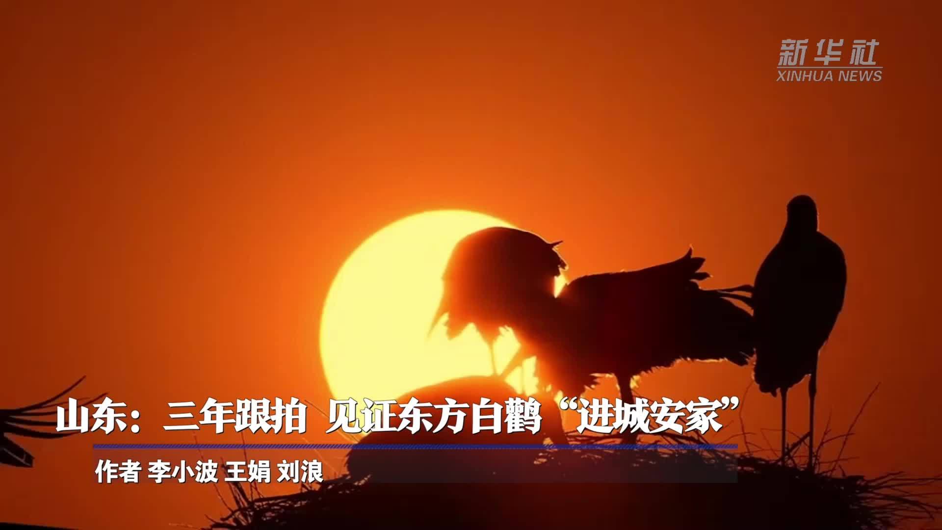 山东：三年跟拍 见证东方白鹳“进城安家”