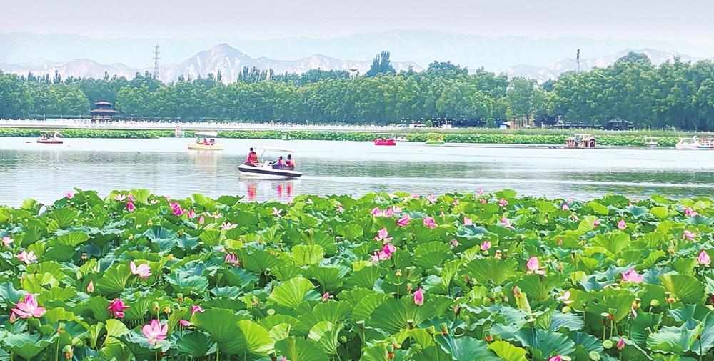 7月25日，游客在白银市白银区水川镇黄河湿地公园的荷花池中泛舟游玩。近期，水川镇黄河湿地公园的荷花竞相绽放，吸引了大批游客前来赏荷游玩。新甘肃&middot;甘肃经济日报记者　曹志政　摄