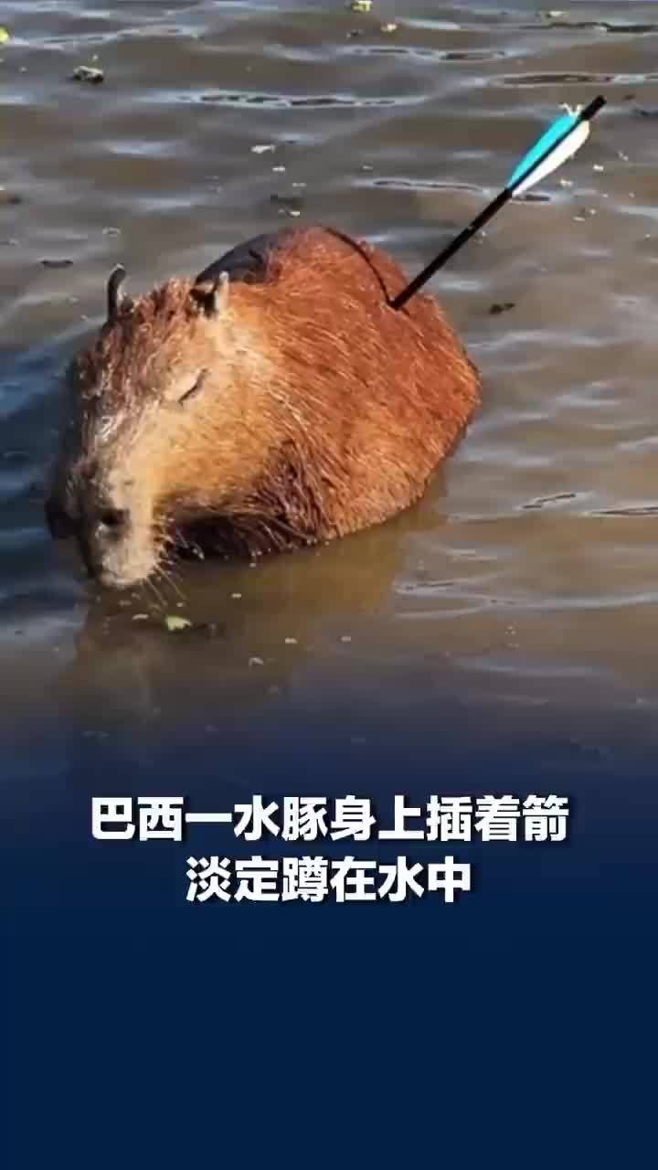 水豚身上插着箭淡定蹲在水中