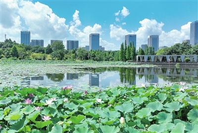 江西萍乡：一池荷韵（图）