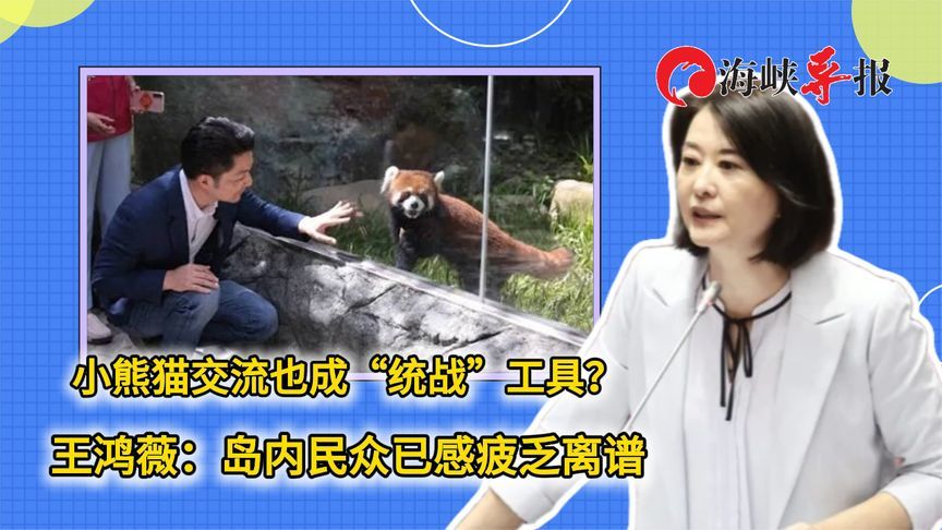 小熊猫交流也成“统战”工具？王鸿薇：岛内民众已感疲乏离谱