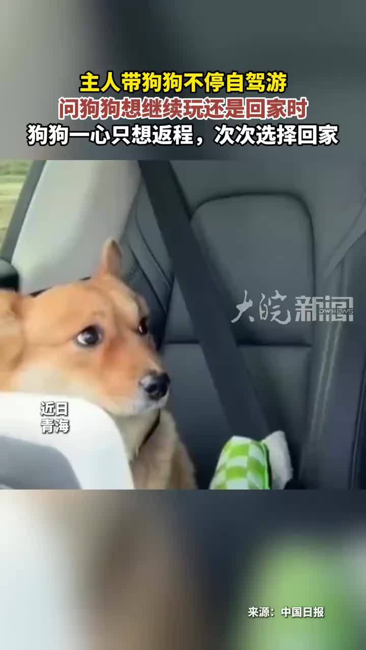 主人带狗狗不停自驾游 问狗狗想继续玩还是回家时 狗狗一心只想返程，次次选择回家