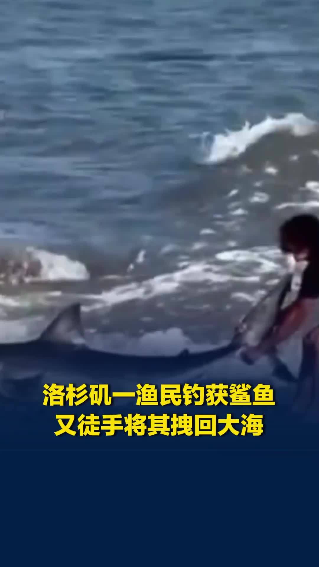 洛杉矶一渔民钓获鲨鱼，又徒手将其拽回大海，目击者直呼震惊