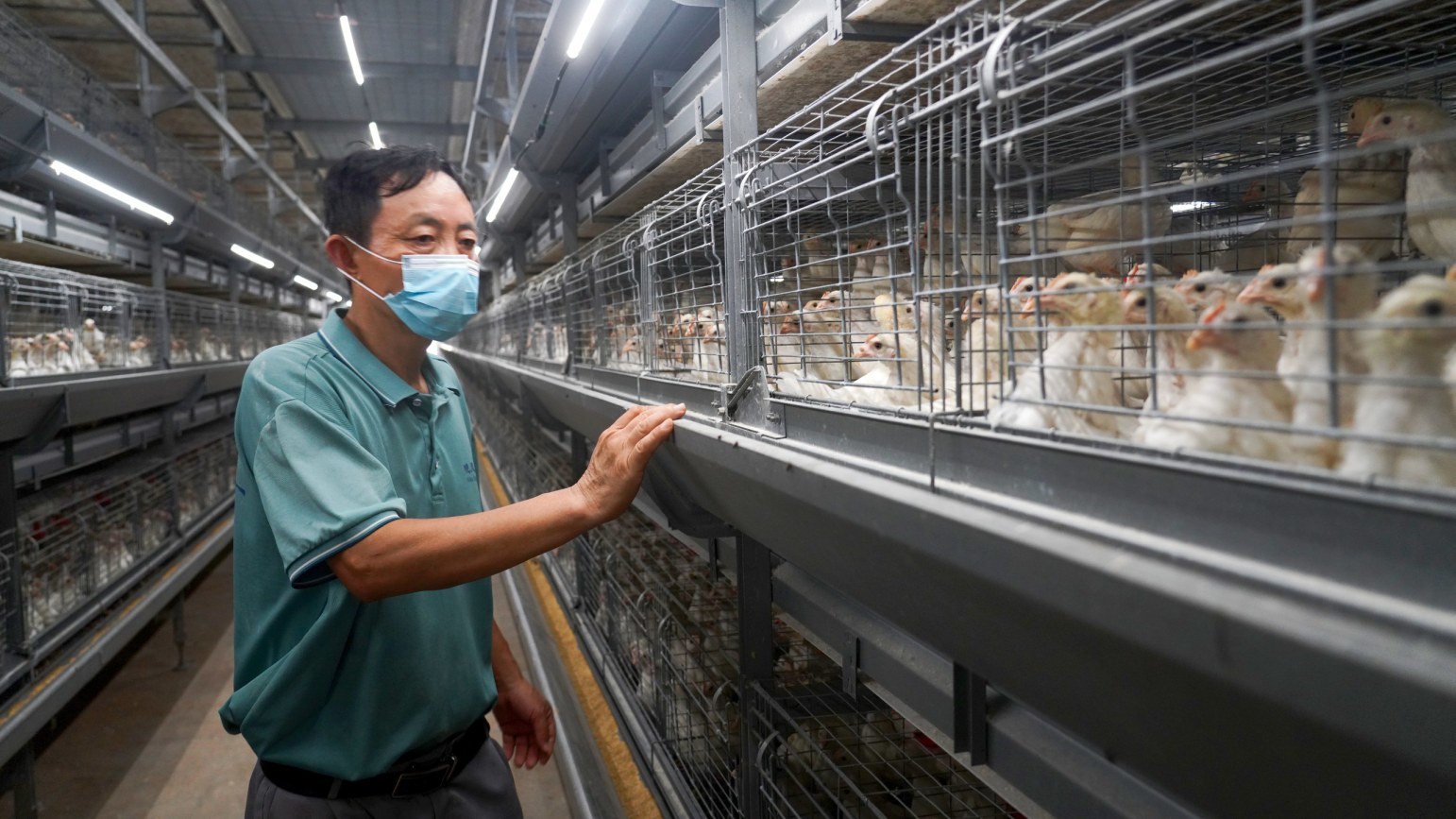 年出栏鸡苗近100万羽、产值超1700万元，东乡“智慧养鸡”带富一方