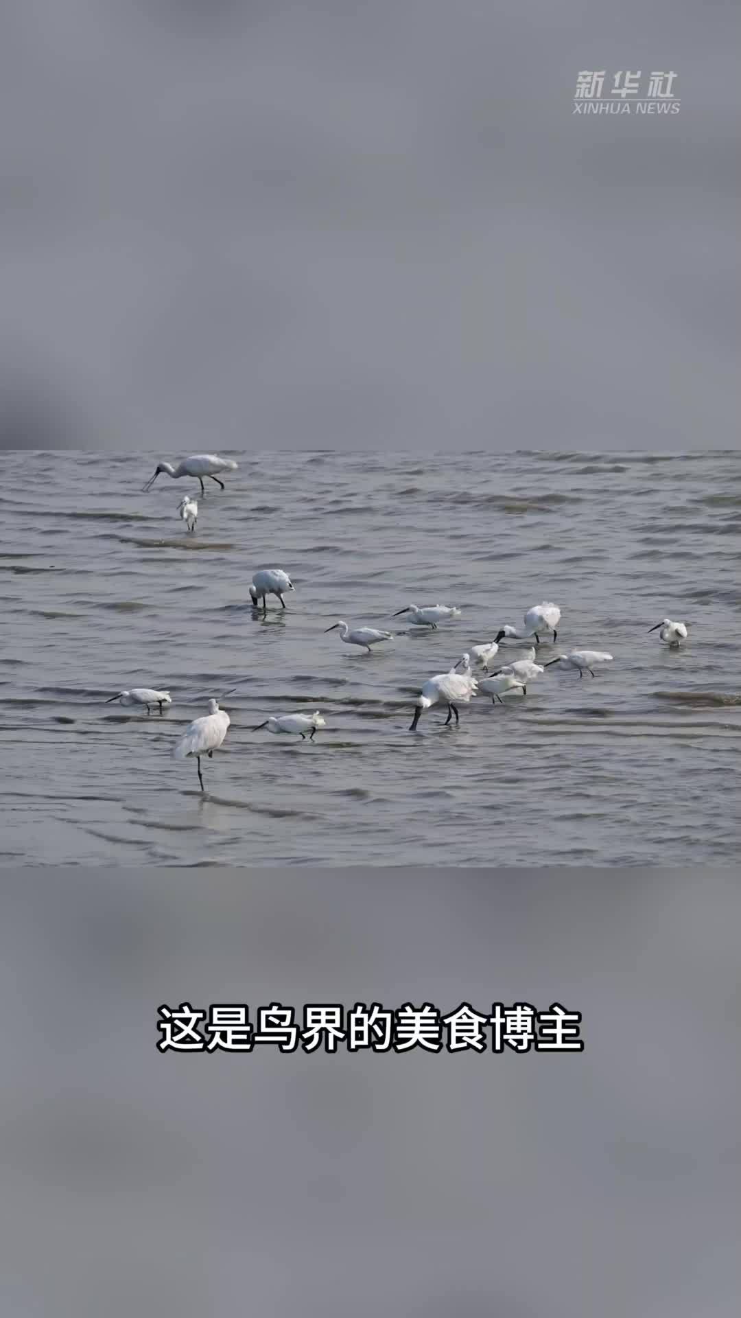 科技助力红树林野生鸟类保护