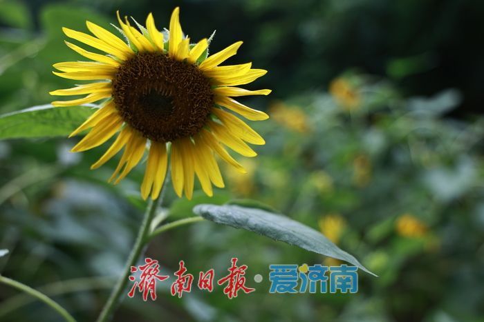 篱落疏疏金盘逐日！千佛山500平向日葵灿烂绽放