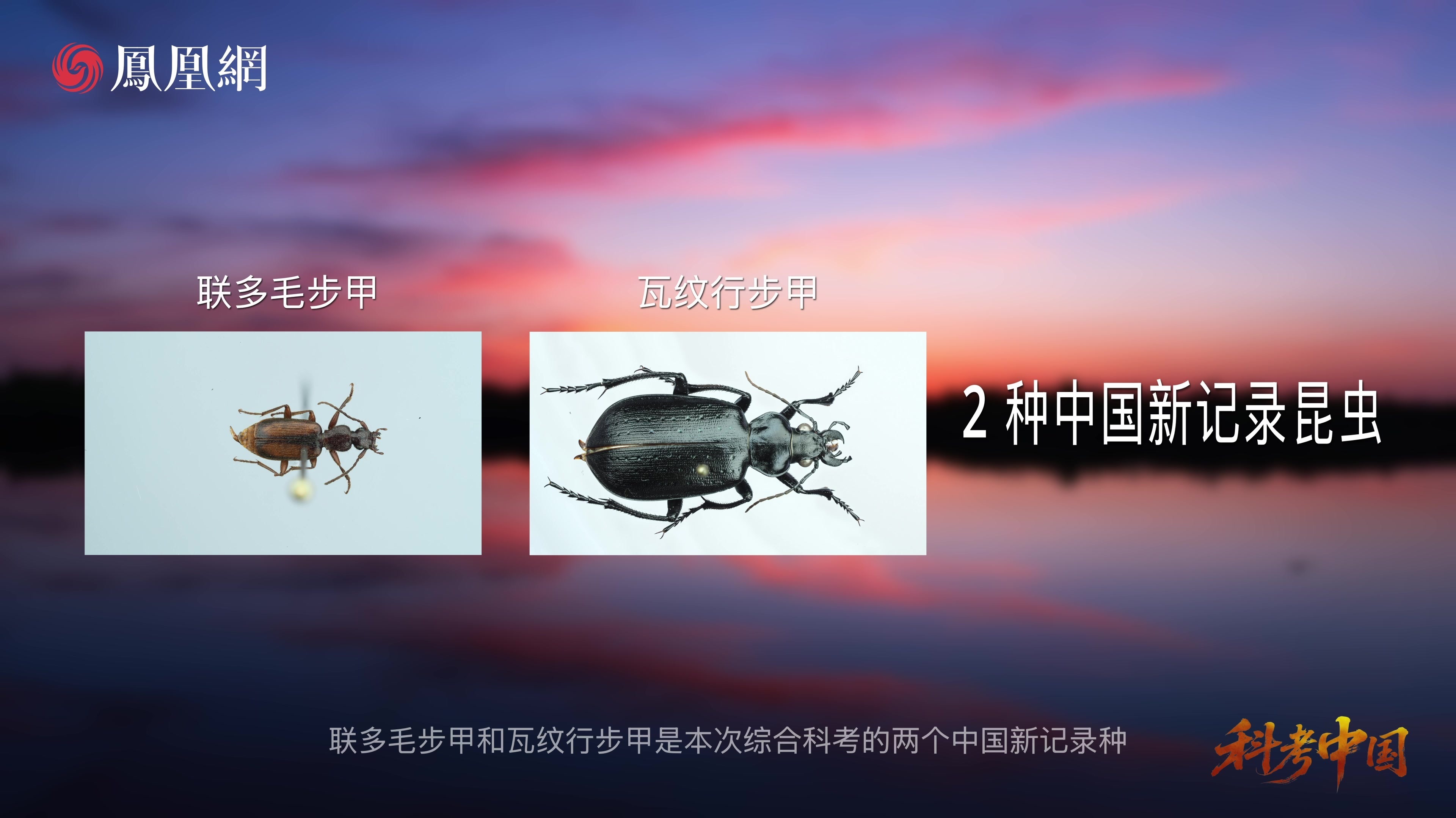 巴丹吉林科考发现两种中国新记录甲虫