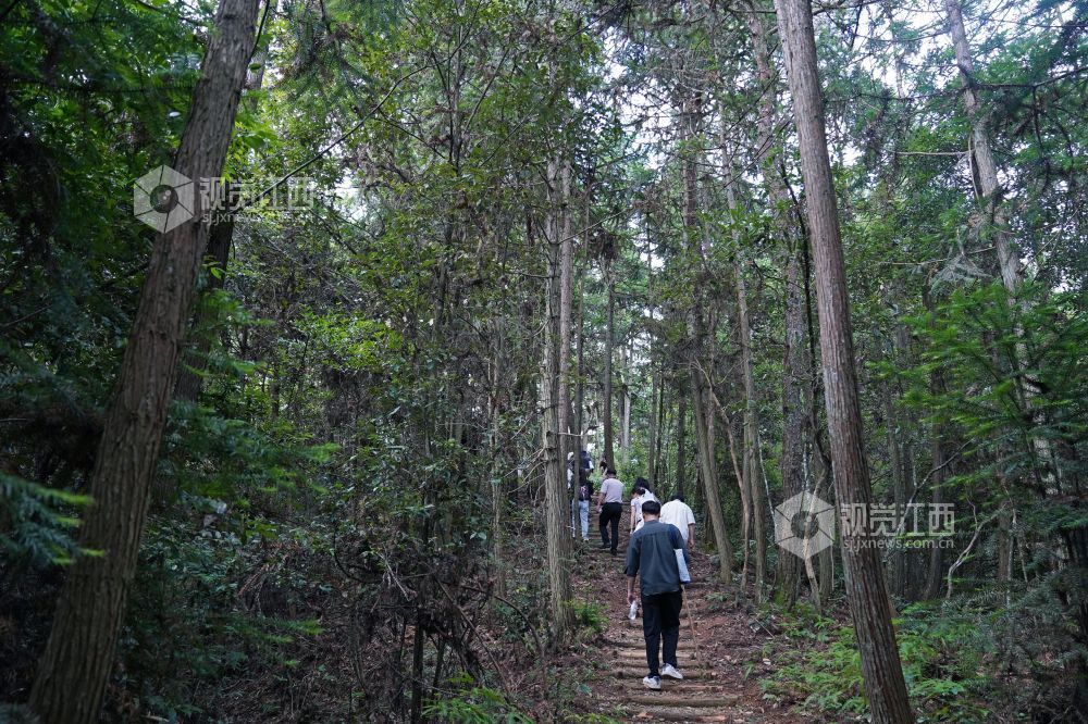 蛟潭窑柴燃料产区内，山间遍布的马尾松，是景德镇制瓷的重要燃料。