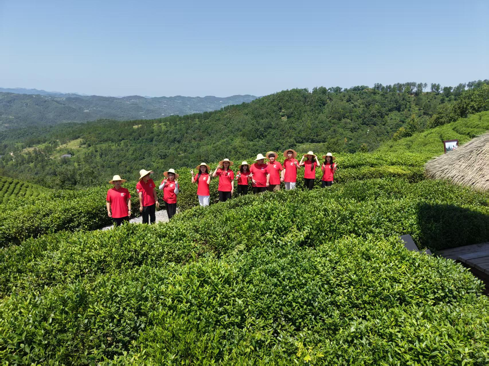 艺术走进田间山野——茶园音乐会