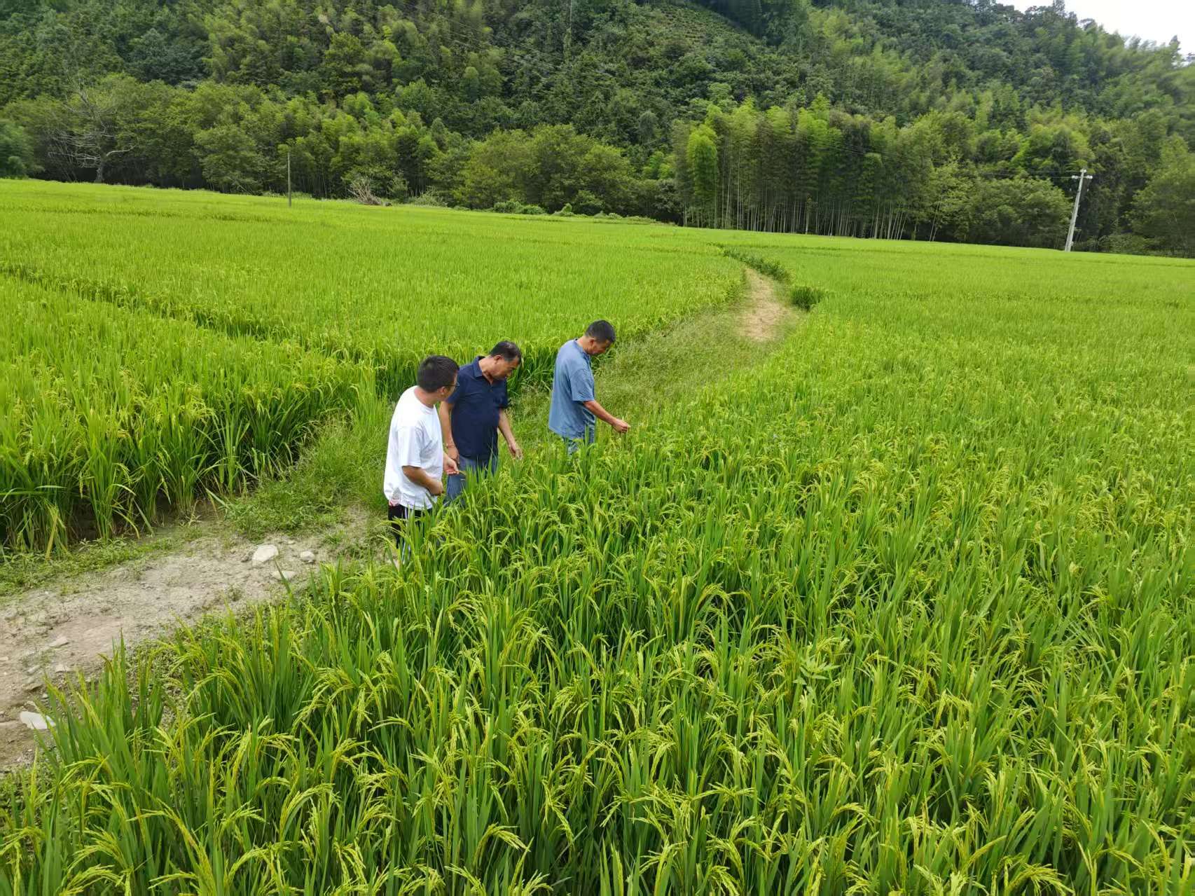 安徽黟县精准抓实秋粮田间管理 全力保障丰产丰收