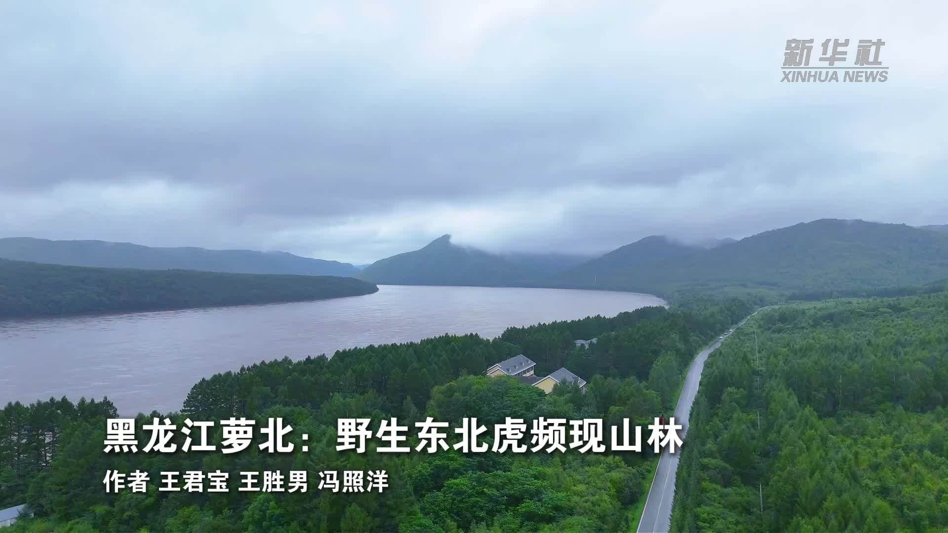 黑龙江萝北：野生东北虎频现山林