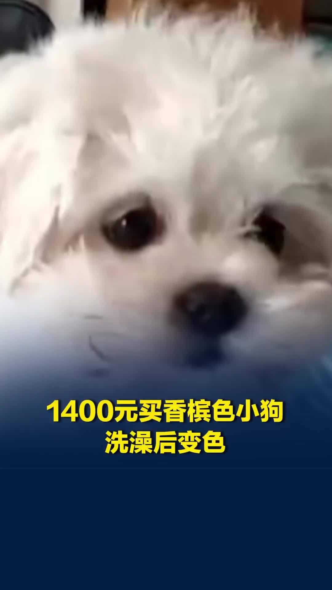 现实版“变色龙”？男子花1400元网购小狗被叮嘱7天禁洗，洗澡后褪色商家失联