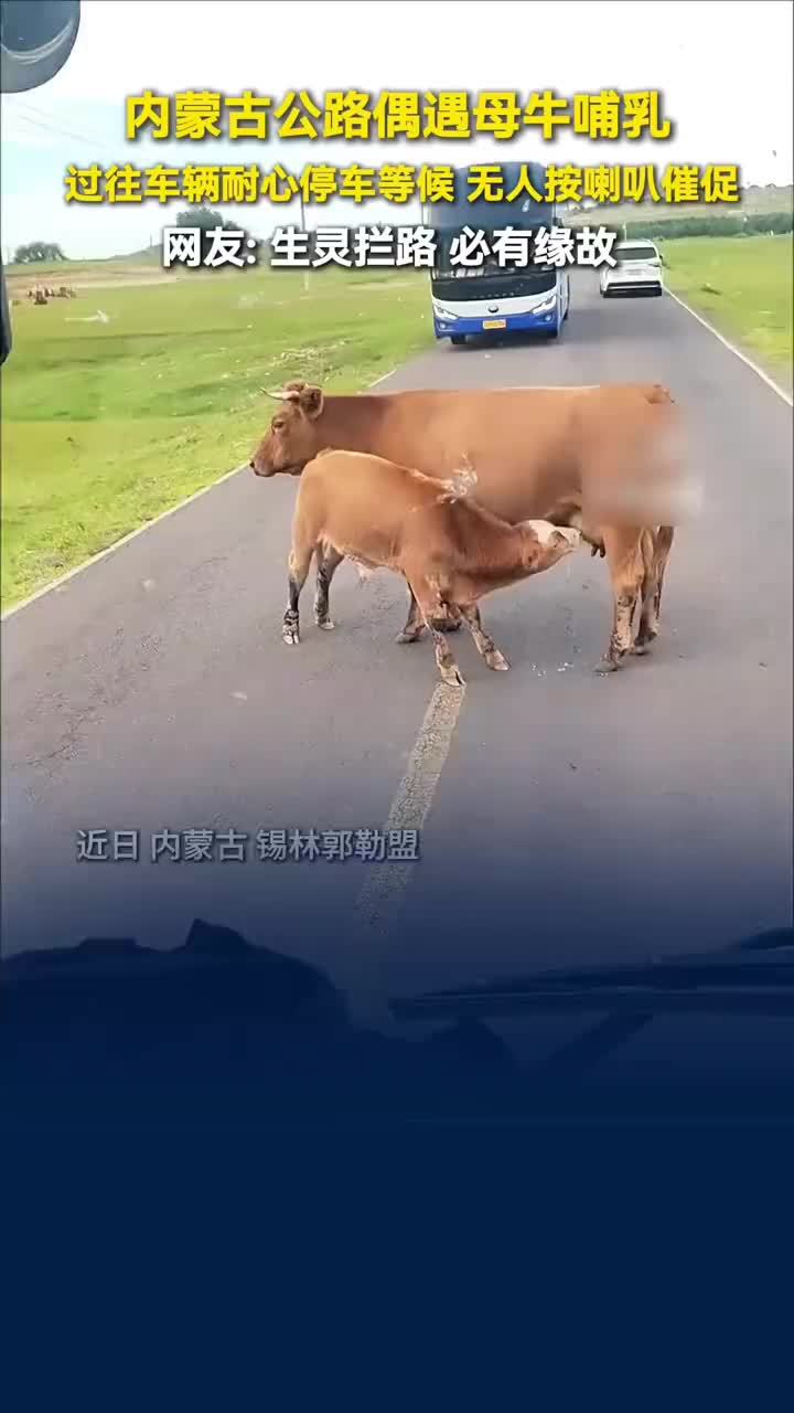 母牛公路上哺乳无人按喇叭催促