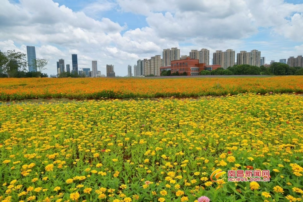 南昌：花海铺展 园景渐成（图）