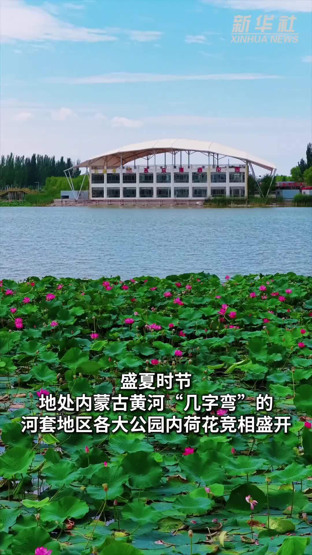 秀我中国｜内蒙古黄河“几字弯”赏荷正当时