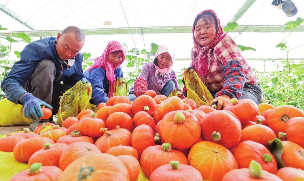 7月20日，种植户正在为山东客商采摘成熟的贝贝南瓜。张掖市甘州区三闸镇双河湾生态循环农业产业园15万公斤贝贝南瓜喜获丰收，高标准智能日光温室内，圆润饱满的贝贝南瓜缀满藤蔓。新甘肃&middot;甘肃经济日报通讯员　王将　王钰　摄