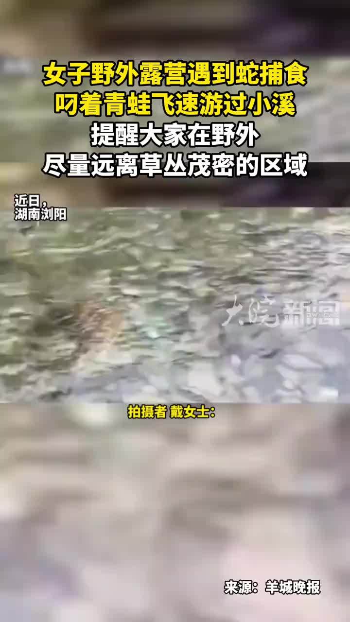 女子野外露营遇到蛇捕食 叼着青蛙飞速游过小溪 提醒大家在野外尽量远离草丛茂密的区域
