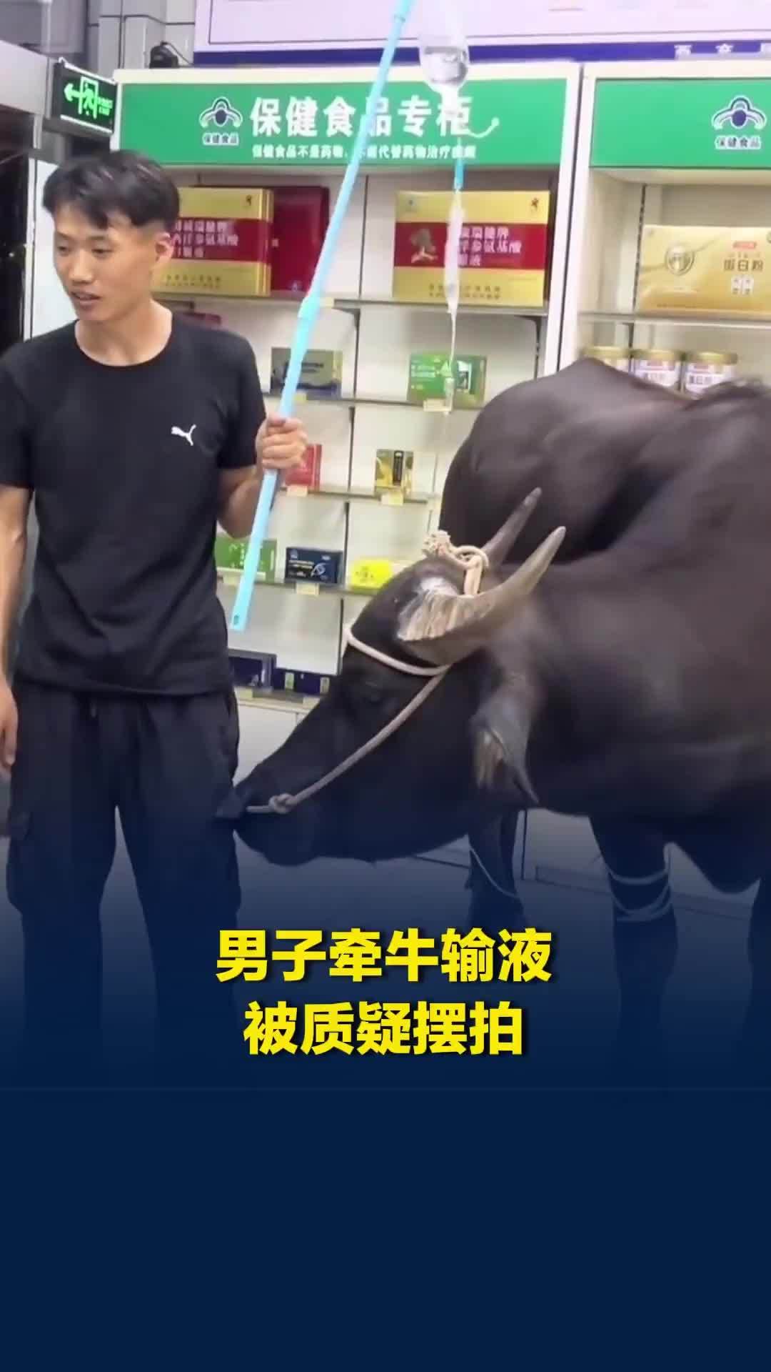 四川药店一男子牵牛输液被质疑摆拍，当事人：是拍段子，但牛也是真病了