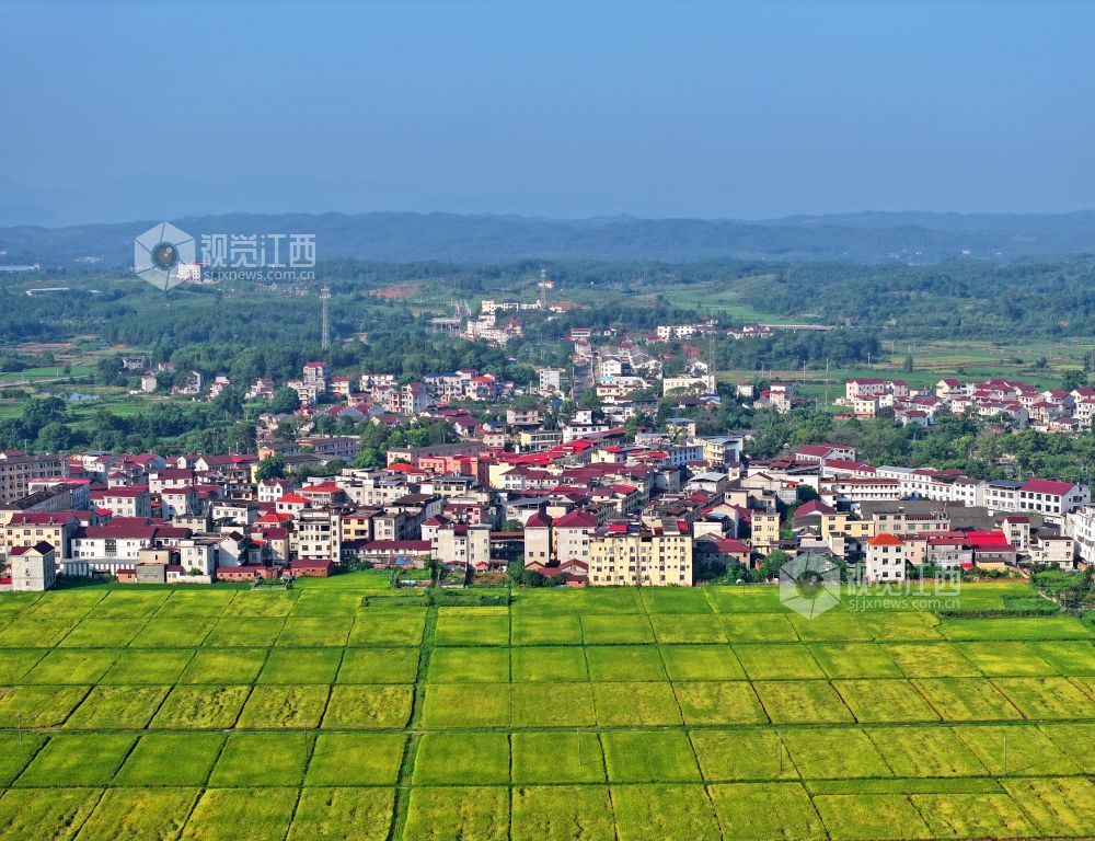 2026年7月25日,江西省吉安市泰和县灌溪镇沙坪村高标准农田示范区,金色田园呈现出一幅“田成方、路相通、渠相连”的壮观画卷。