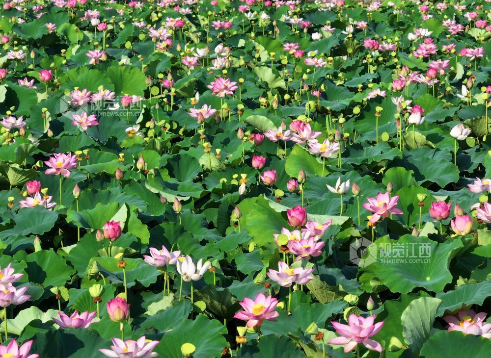 2026年7月25日,江西省吉安市泰和县灌溪镇沙坪村,荷花绽放,幽香浮动,美丽如画。