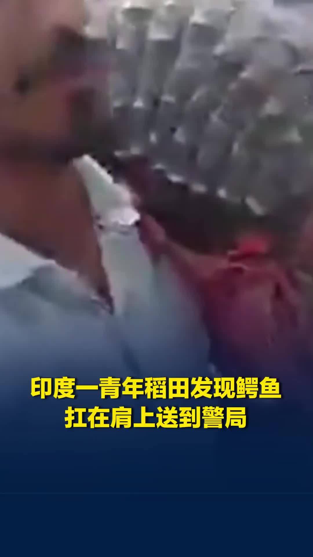 印度一青年稻田发现鳄鱼，徒手用绳子绑住，扛在肩上送到警局，神情自然如扛麻袋