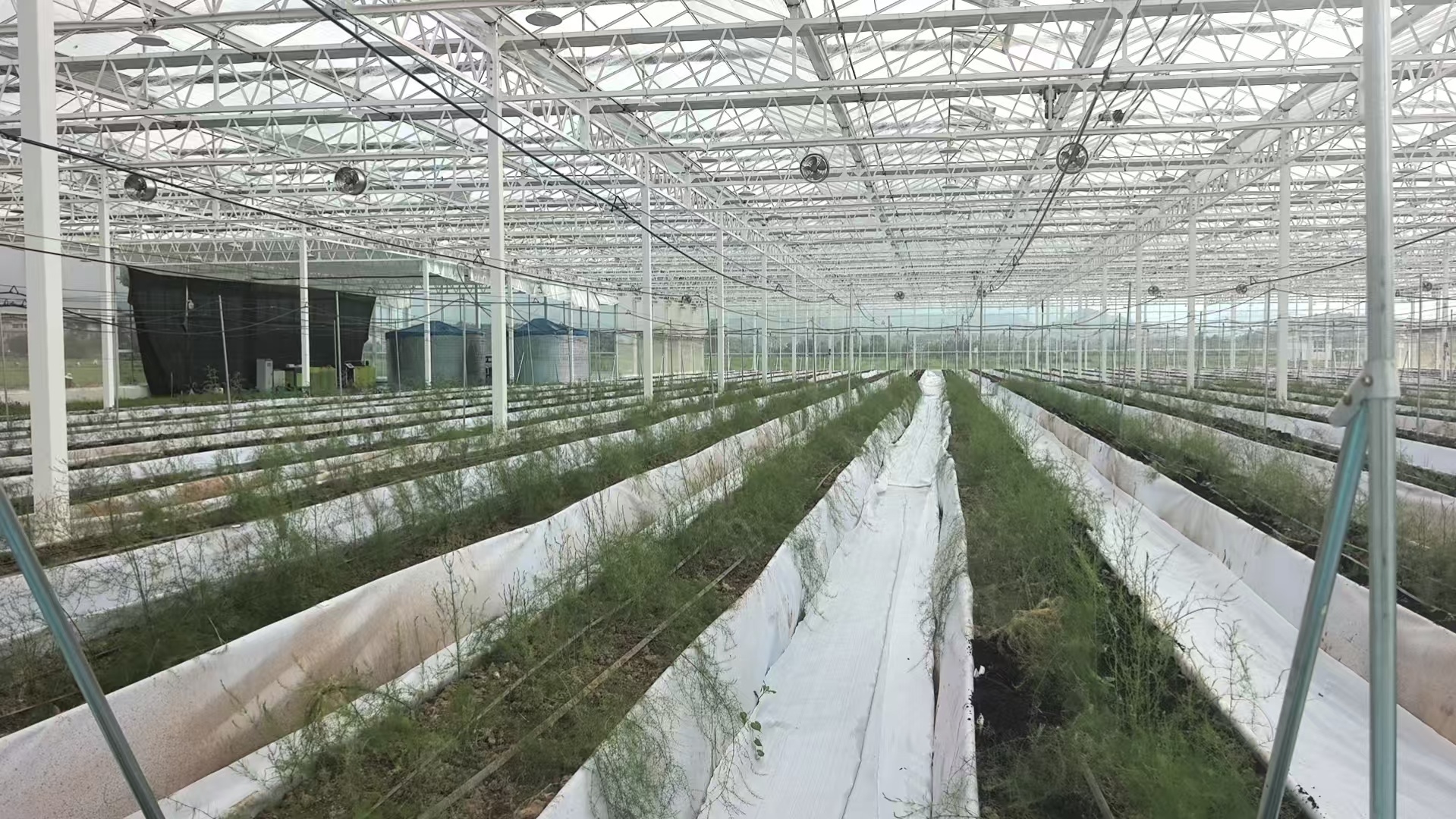 智慧大棚内芦笋长势喜人