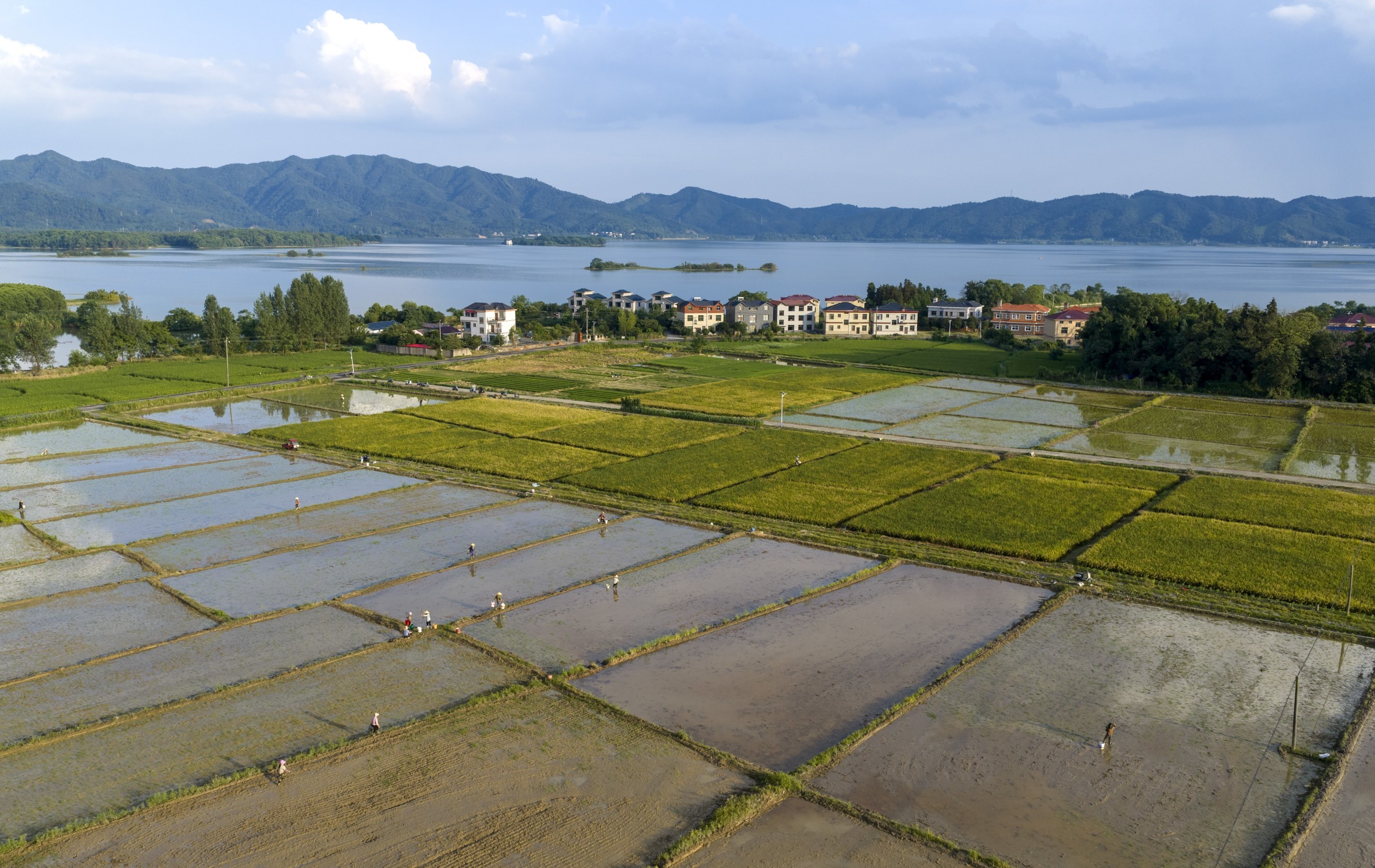 新余分宜：夏日农忙（图）