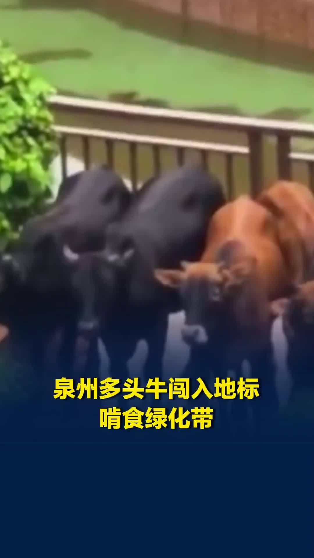 泉州多头牛闯入城市地标处啃食绿化带，目击者：后续牛被警察带走
