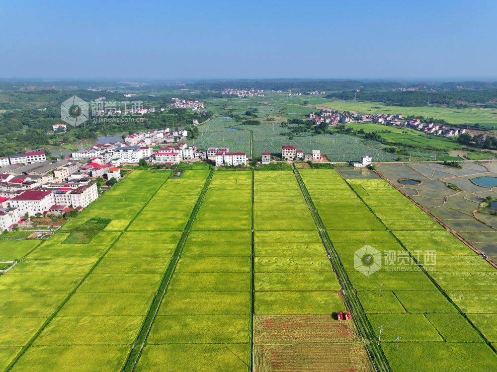 2026年7月25日,江西省吉安市泰和县灌溪镇沙坪村高标准农田示范区,金色田园呈现出一幅“田成方、路相通、渠相连”的壮观画卷。