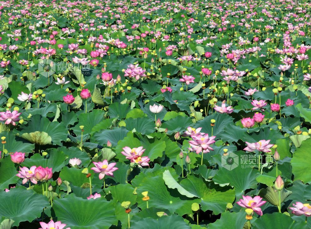 2026年7月25日,江西省吉安市泰和县灌溪镇沙坪村,荷花绽放,幽香浮动,美丽如画。