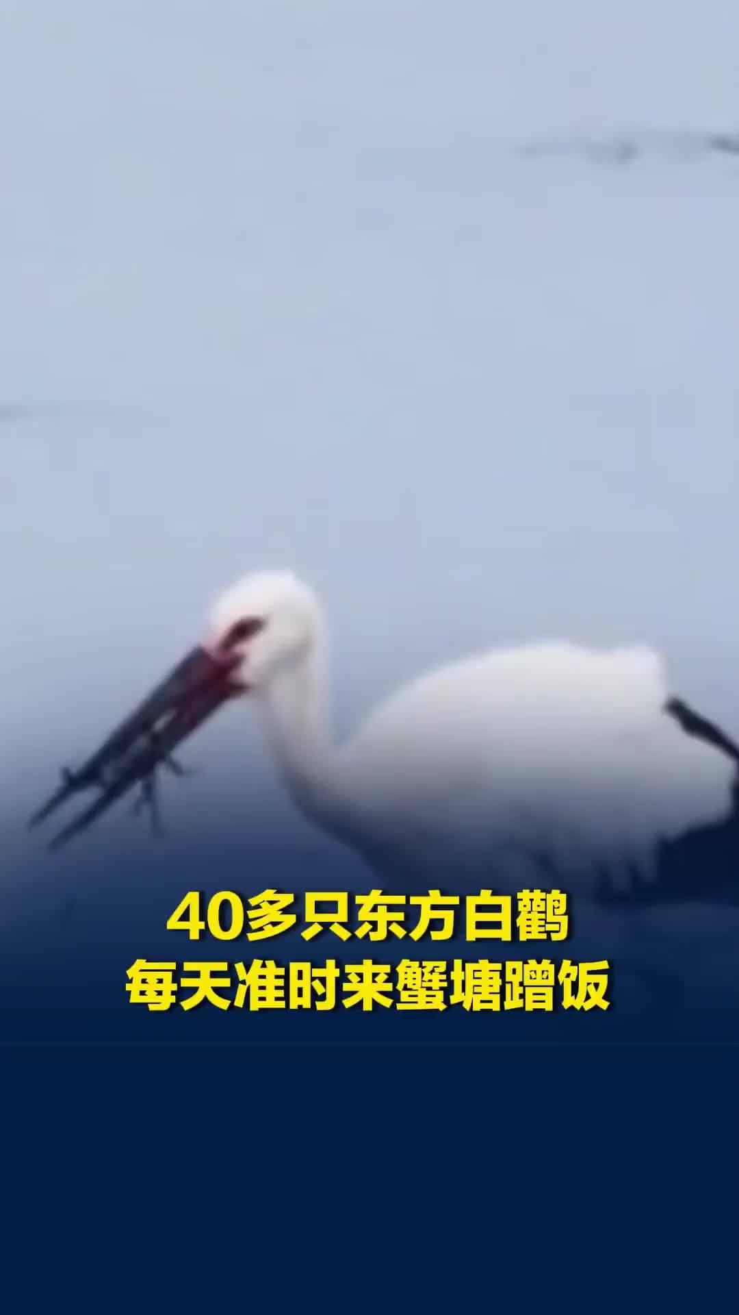 40多只东方白鹳每天准时来蟹塘蹭饭，蟹塘老板：不驱赶，就当为大自然做贡献