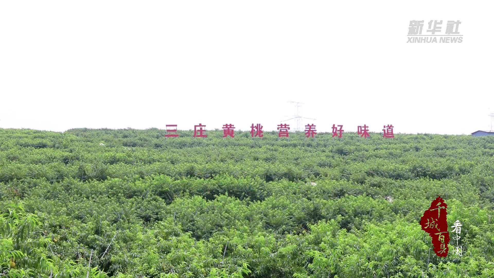 千城百县看中国｜山东东港：黄桃挂满枝 产业富山乡