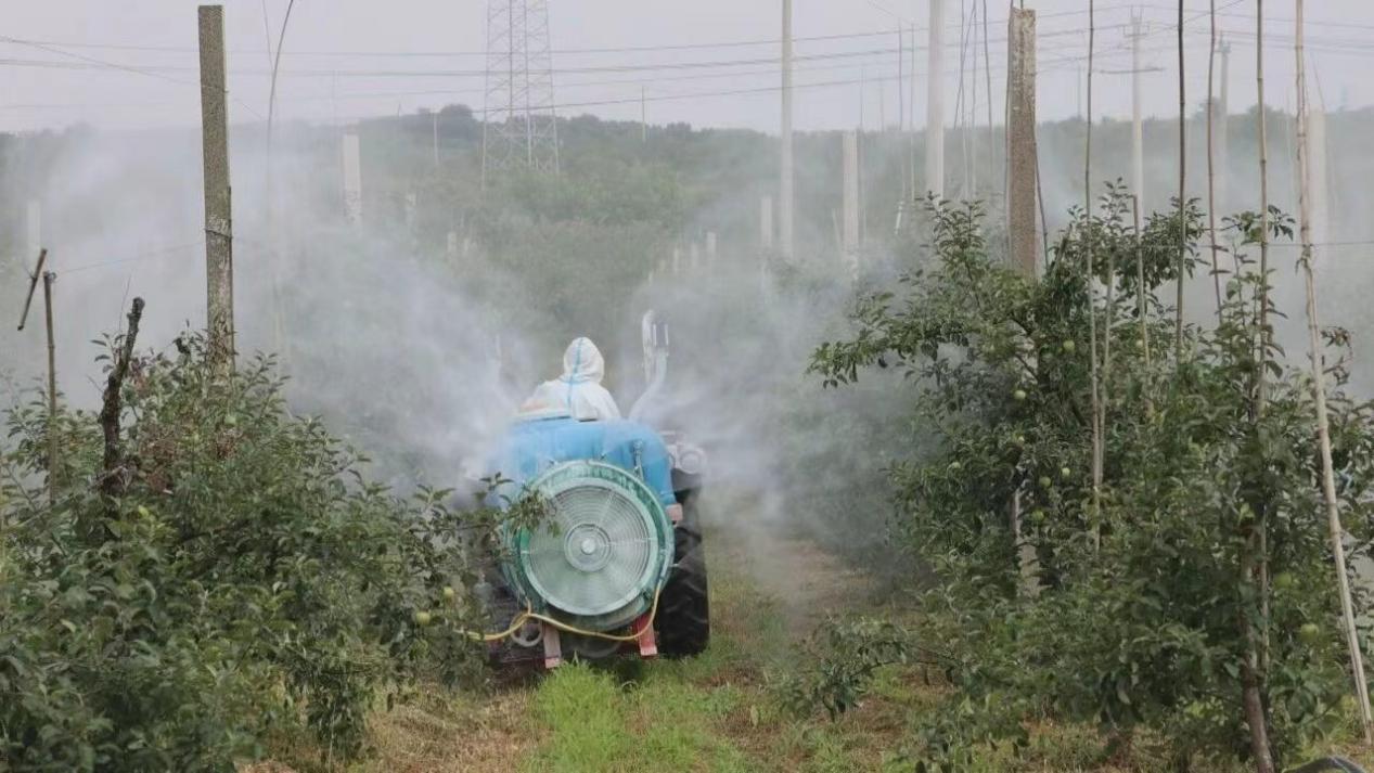 单果省两毛钱!栖霞数字赋能苹果种植,免套袋“黑科技”助农增收