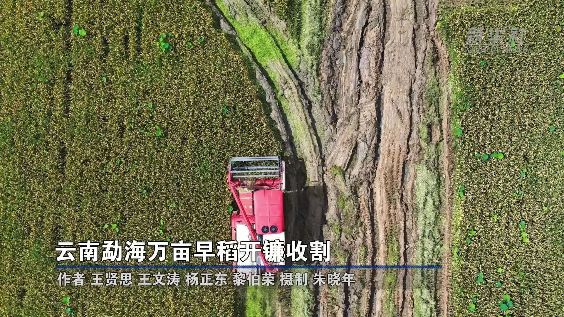 云南勐海万亩早稻开镰收割