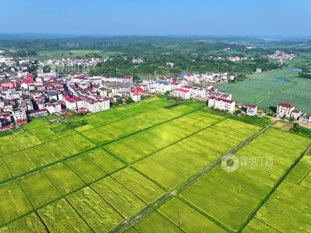 2026年7月25日,江西省吉安市泰和县灌溪镇沙坪村高标准农田示范区,金色田园呈现出一幅“田成方、路相通、渠相连”的壮观画卷。