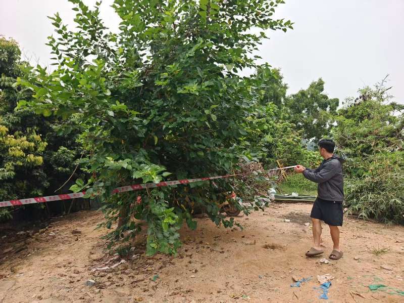 多措并举迎战台风“红霞” 西乡街道盐田社区筑牢辖区安全防护网