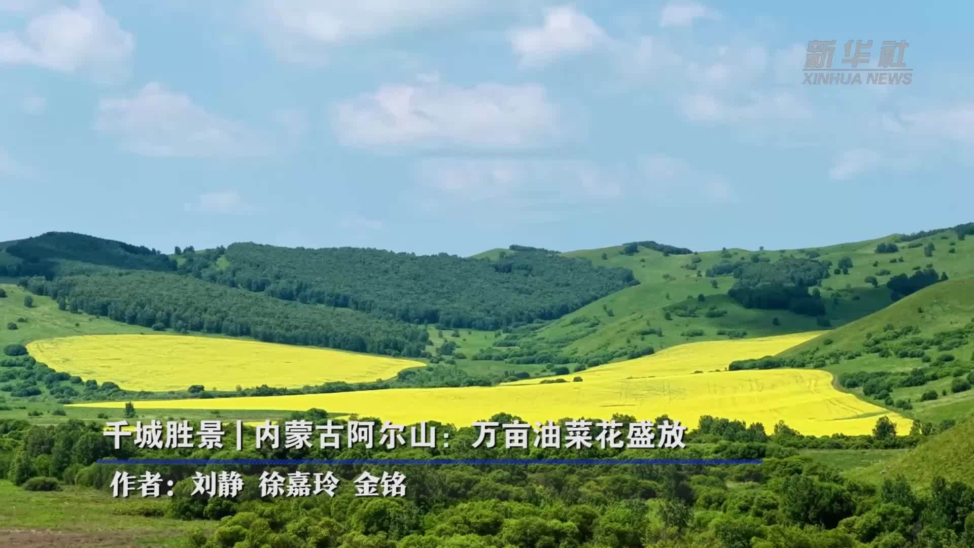 千城胜景｜内蒙古阿尔山：万亩油菜花盛放