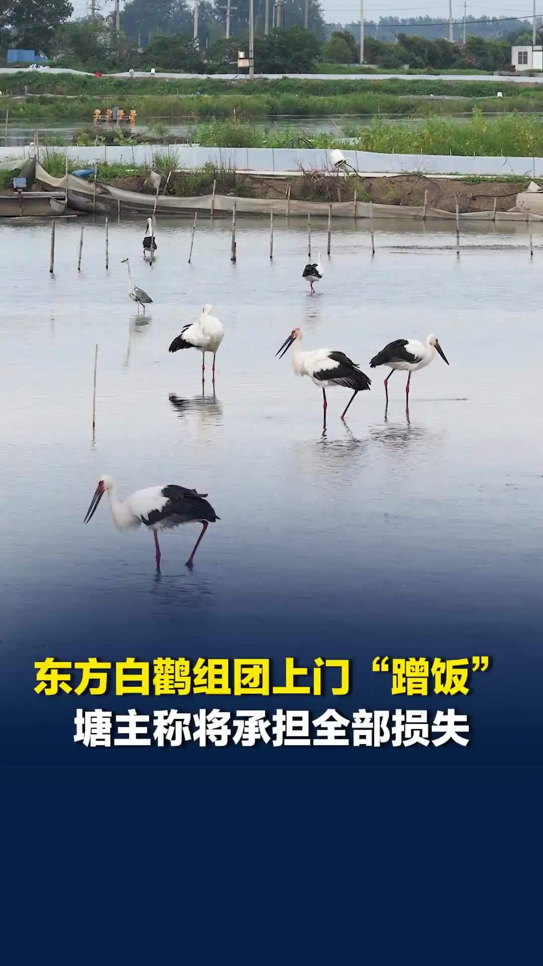 国家一级保护动物组团上门“蹭饭”，塘主称一只白鹳每天吃近四十只蟹，将独自承担损失