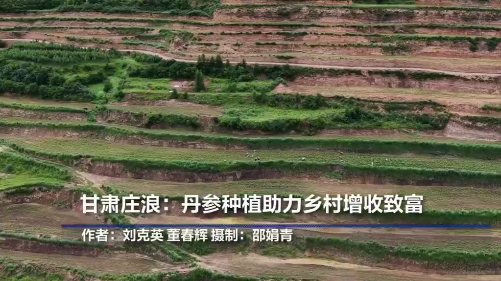 【甘快看】甘肃庄浪：丹参种植助力乡村增收致富