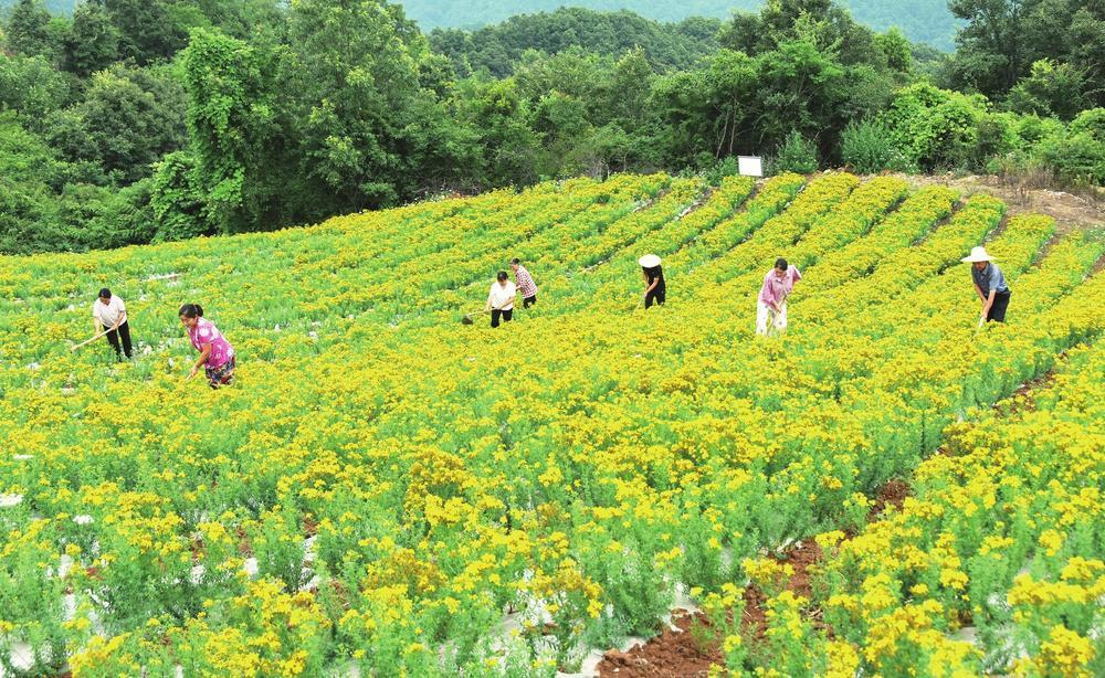 近日，在陇南市康县白杨镇朱家沟村300亩中药材种植基地，甘肃田盛农业科技发展有限公司组织务工人员管护中药材。新甘肃&middot;甘肃经济日报通讯员　马步虎　摄