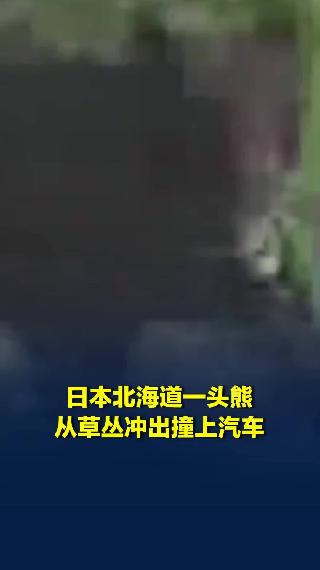 日本北海道一头熊从草丛冲出撞上汽车，咬住汽车保险杠后逃跑，车身还留下牙印