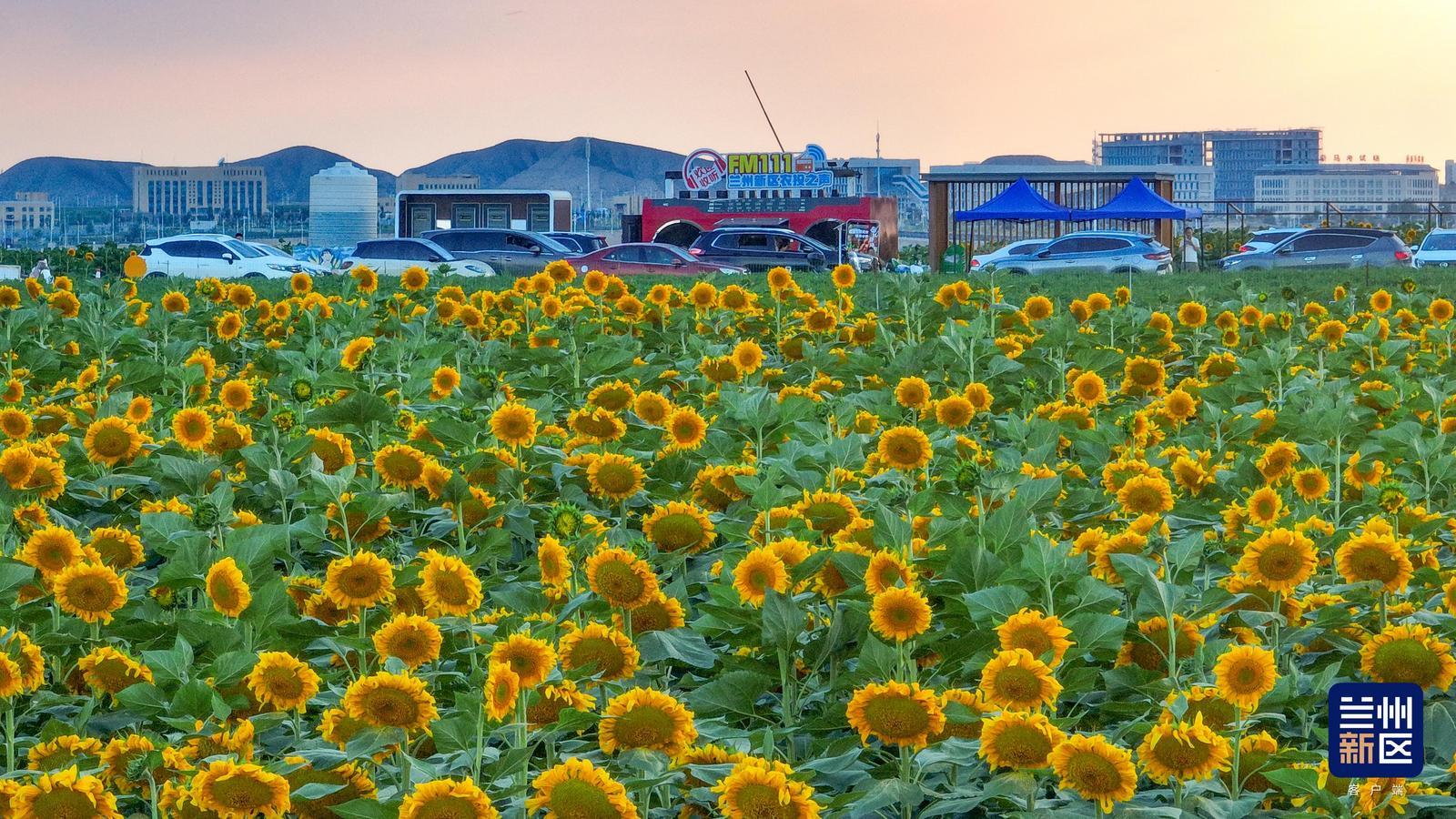 向日葵花海吸引市民打卡