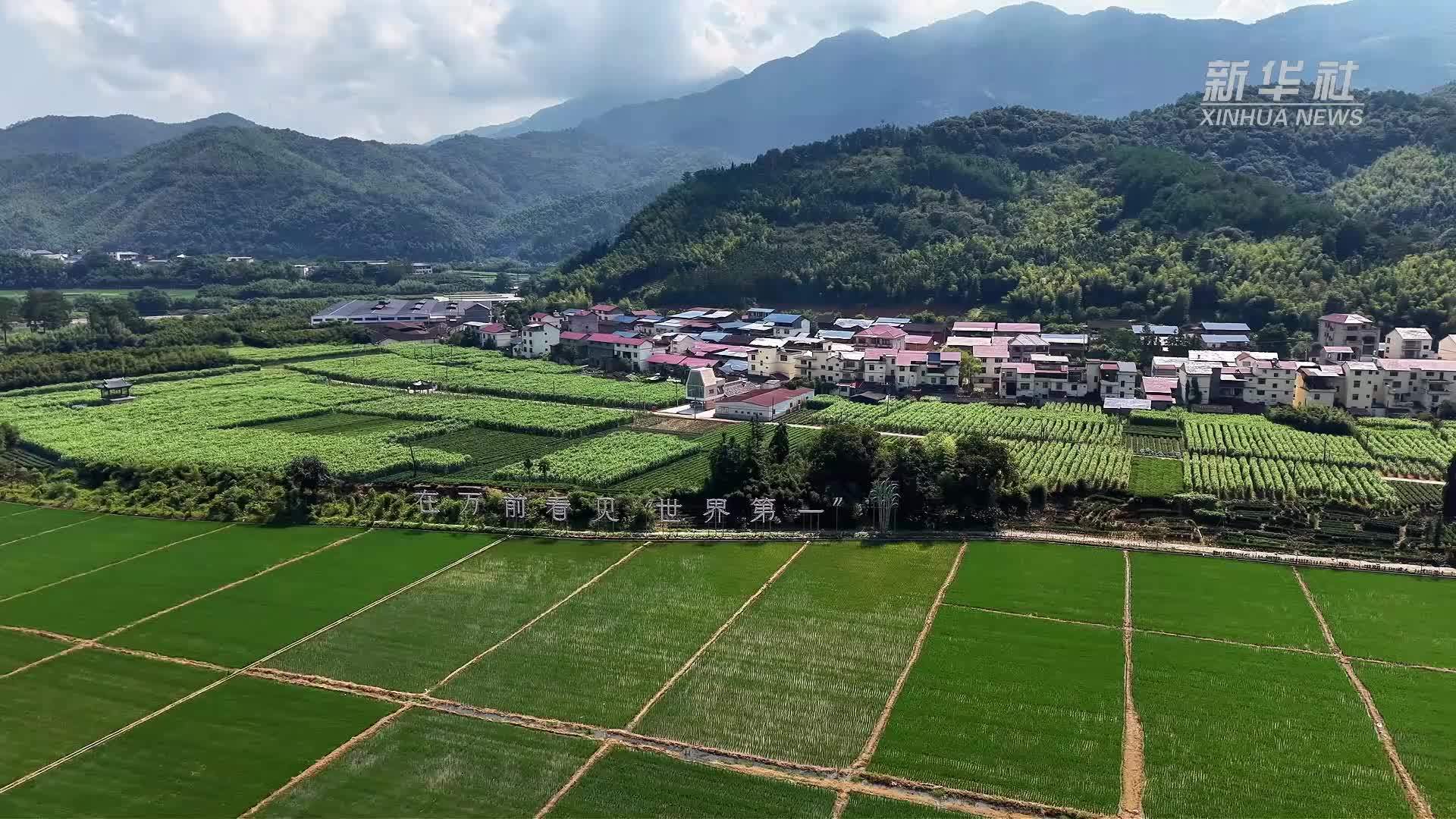 瞰中国丨福建松溪：百年古蔗续写田园新章
