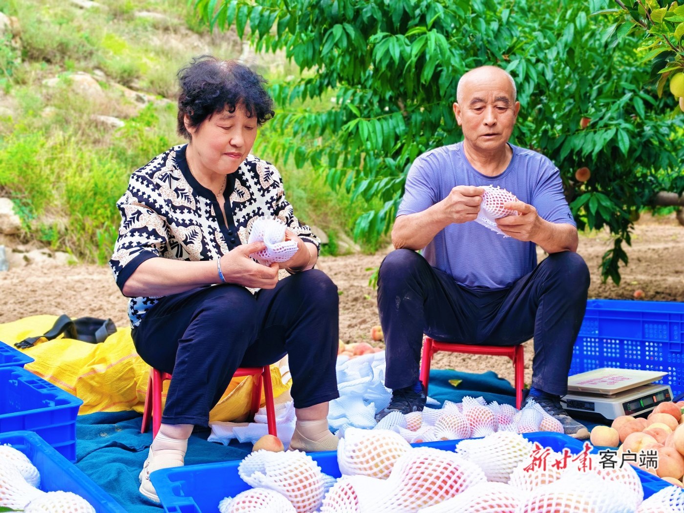 村民将采摘的桃子套袋装箱　文中图片均新甘肃&middot;甘肃日报通讯员王佳丽摄