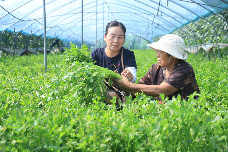 立秋农事忙 柘城东军育苗基地培育亿株种苗畅销多地