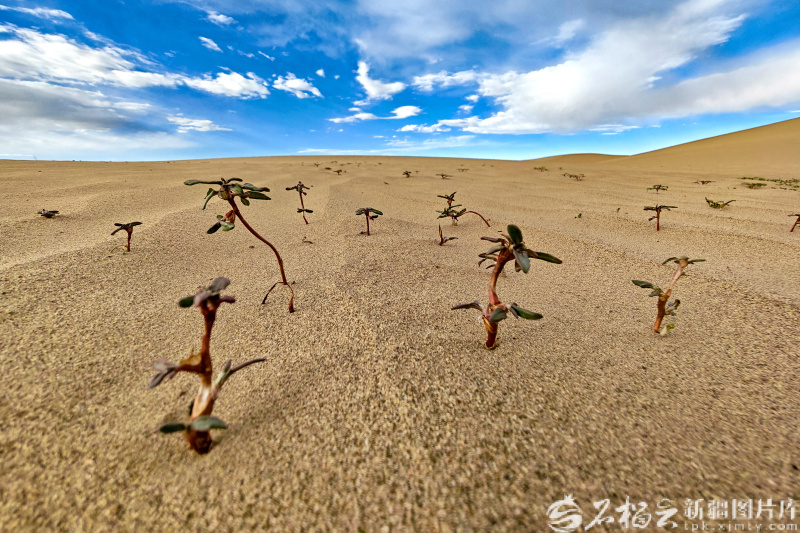 在库木库里沙漠里拍摄的植物幼苗(7月4日摄)。