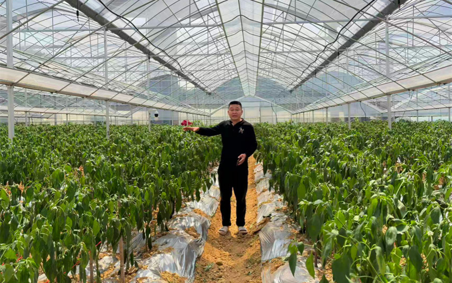 陈志华在大棚内介绍辣椒种植情况。隆回县委宣传部供图